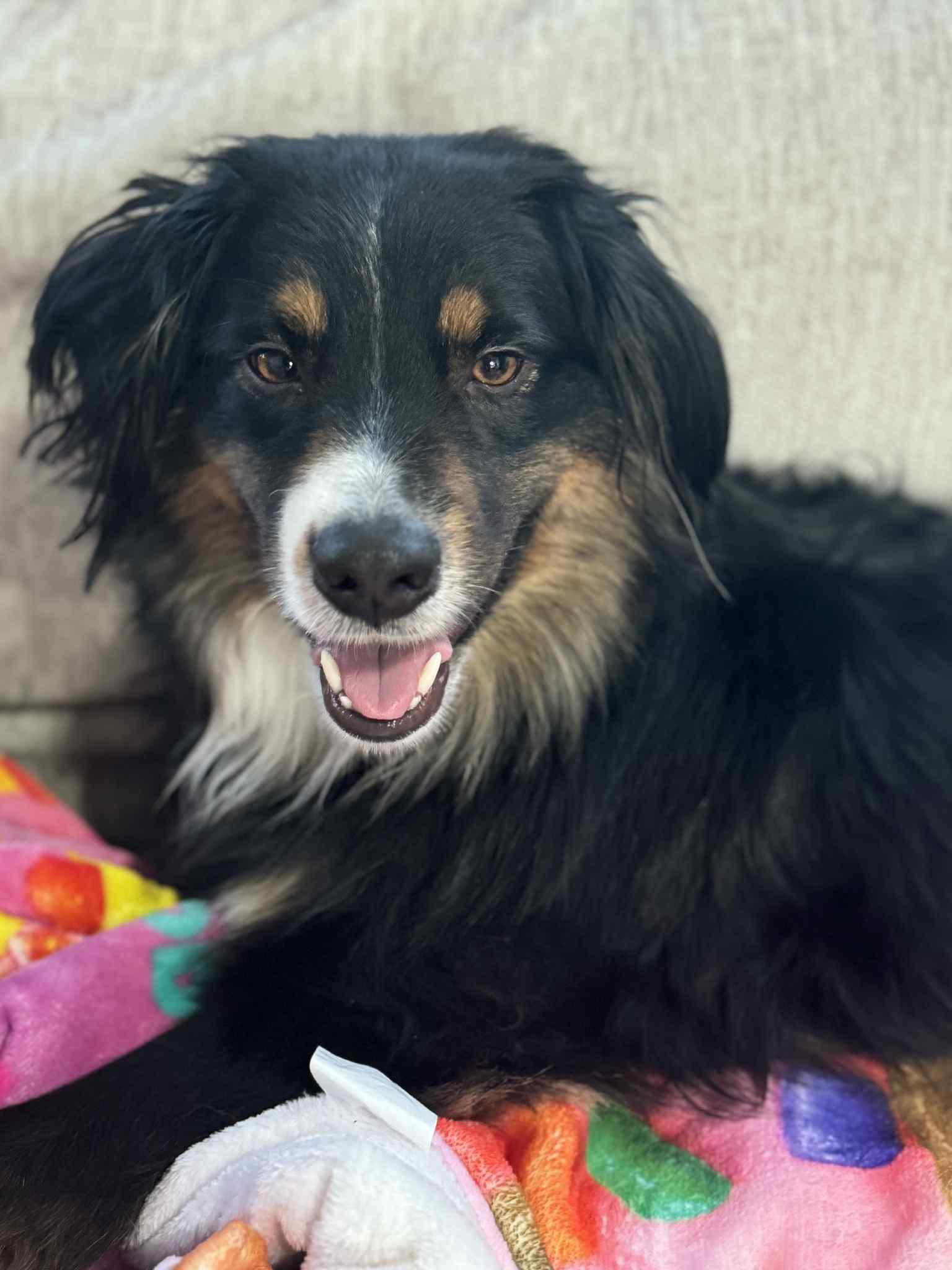 Coco, Adoptable, Young Male Australian Shepherd.