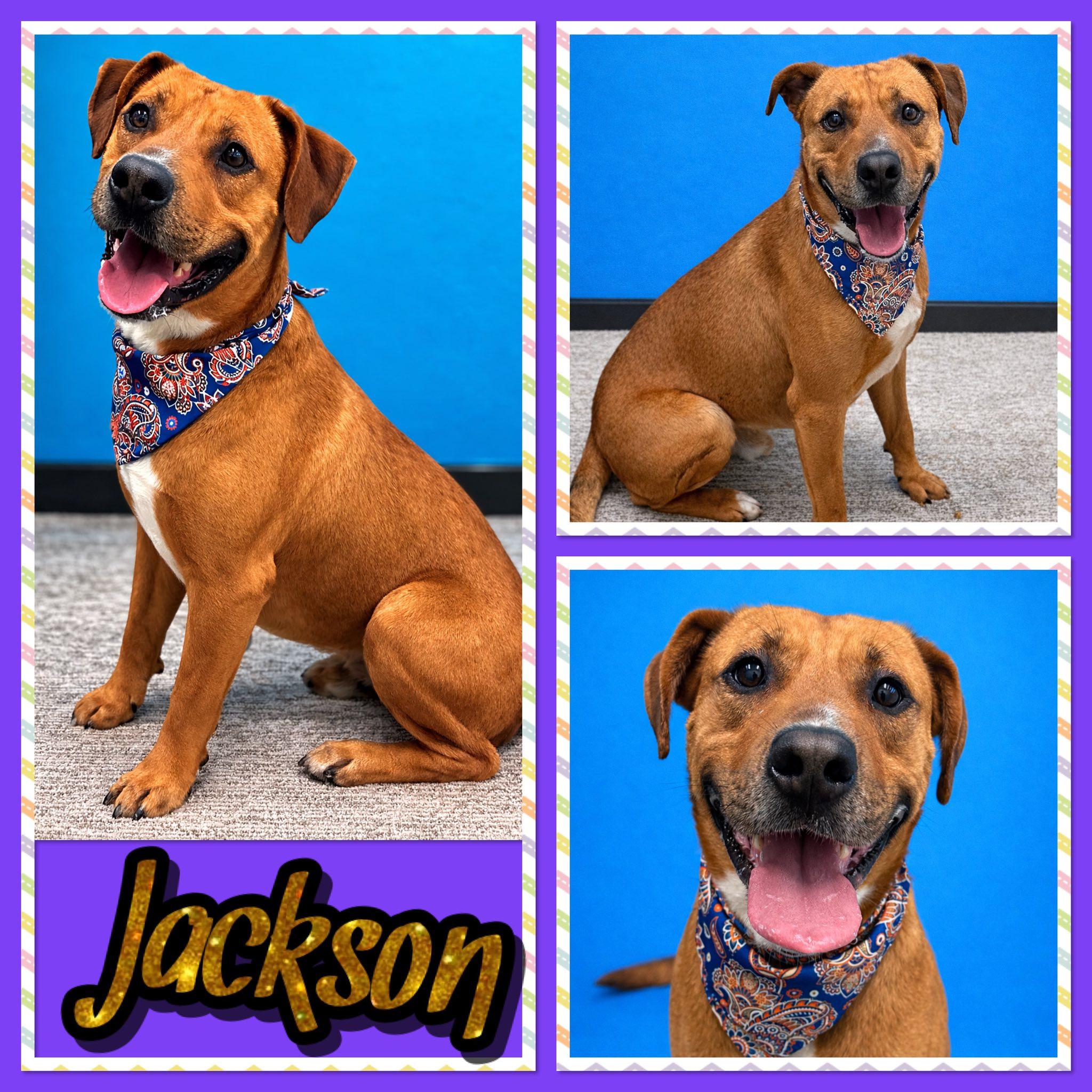 Jackson, ADOPTABLE, Adult Male Labrador Retriever.
