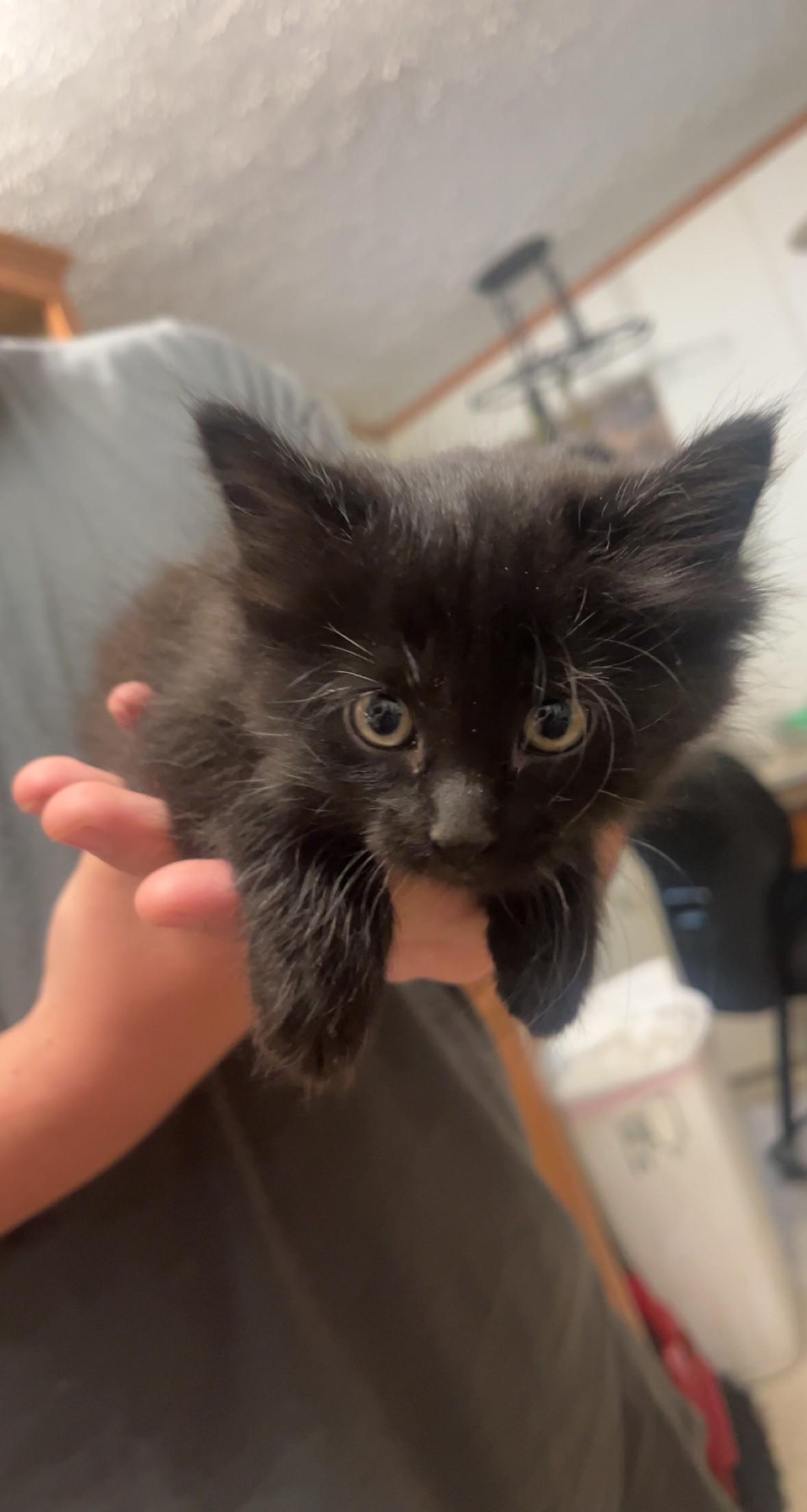 Black Kittens (Runt and Bear), an adoptable Domestic Short Hair in Lead, SD, 57754 | Photo Image 1