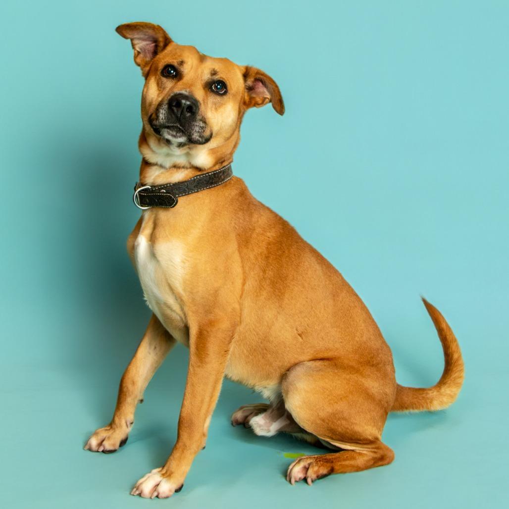 Roscoe, Adoptable, Adult Male Mixed Breed.