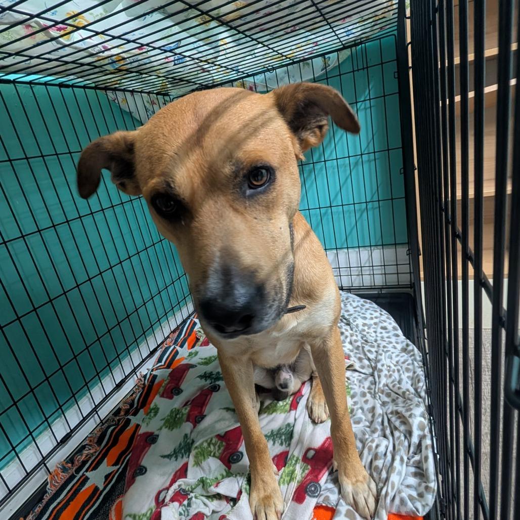 Roscoe, a Adoptable Mixed Breed in Jefferson city, TN image 2/2