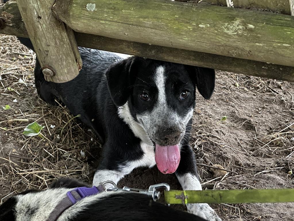 Enlarge Salt, a Adoptable mixed breed in Florence, SC image 1/1