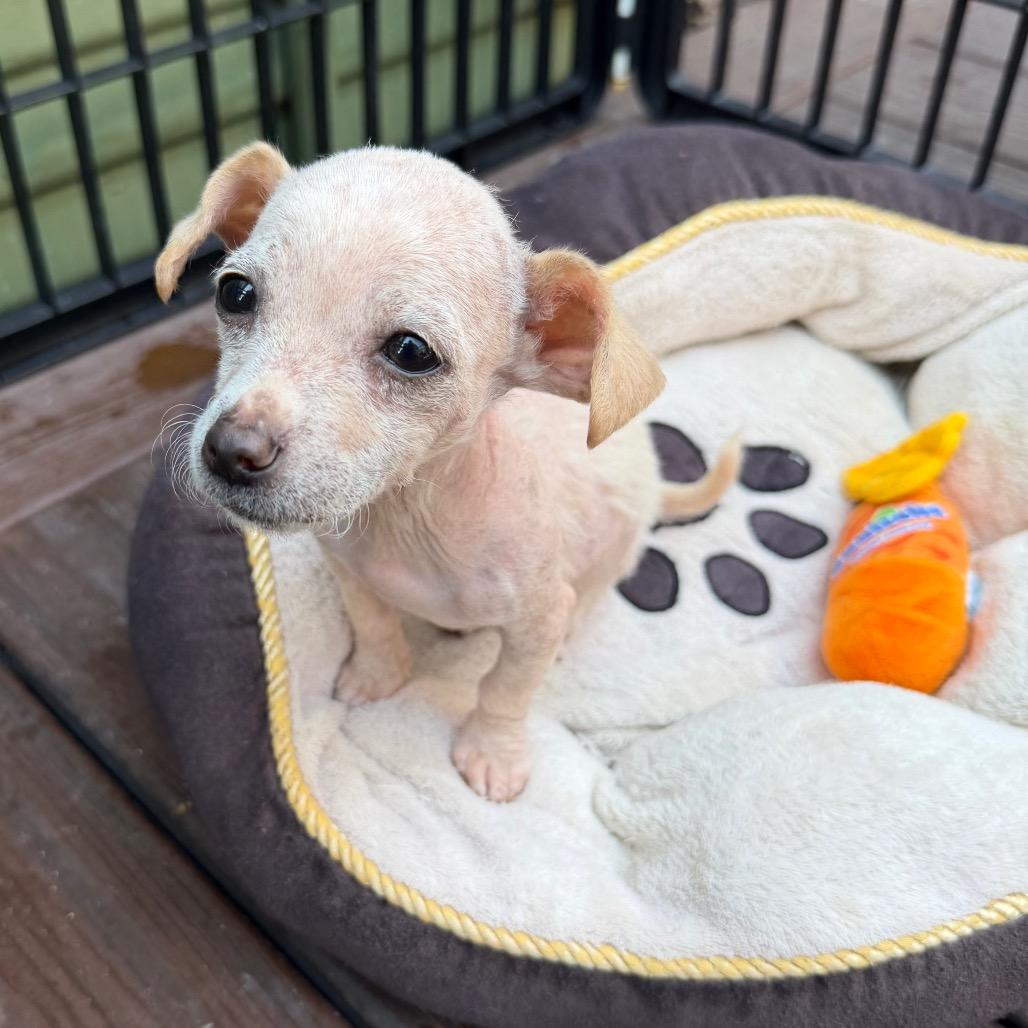Enlarge Alexis, a Adopted mixed breed in Sacramento, CA image 3/4