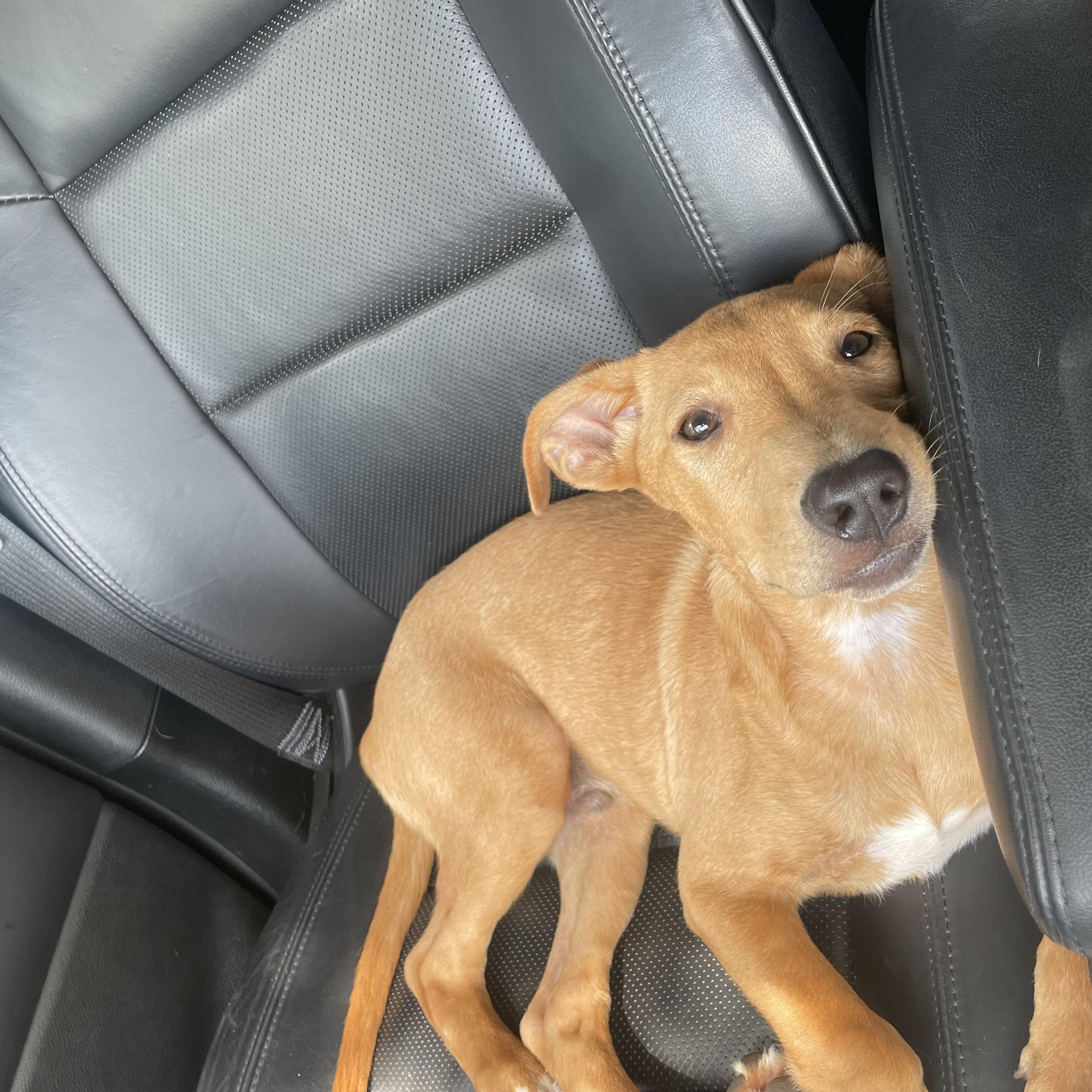 Unagi — thumbnail 5