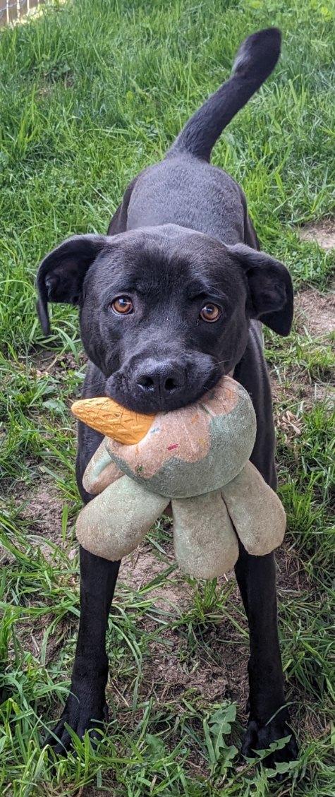 Enlarge Pluto, an adopted Black Labrador Retriever in Tiffin, OH image 2/2