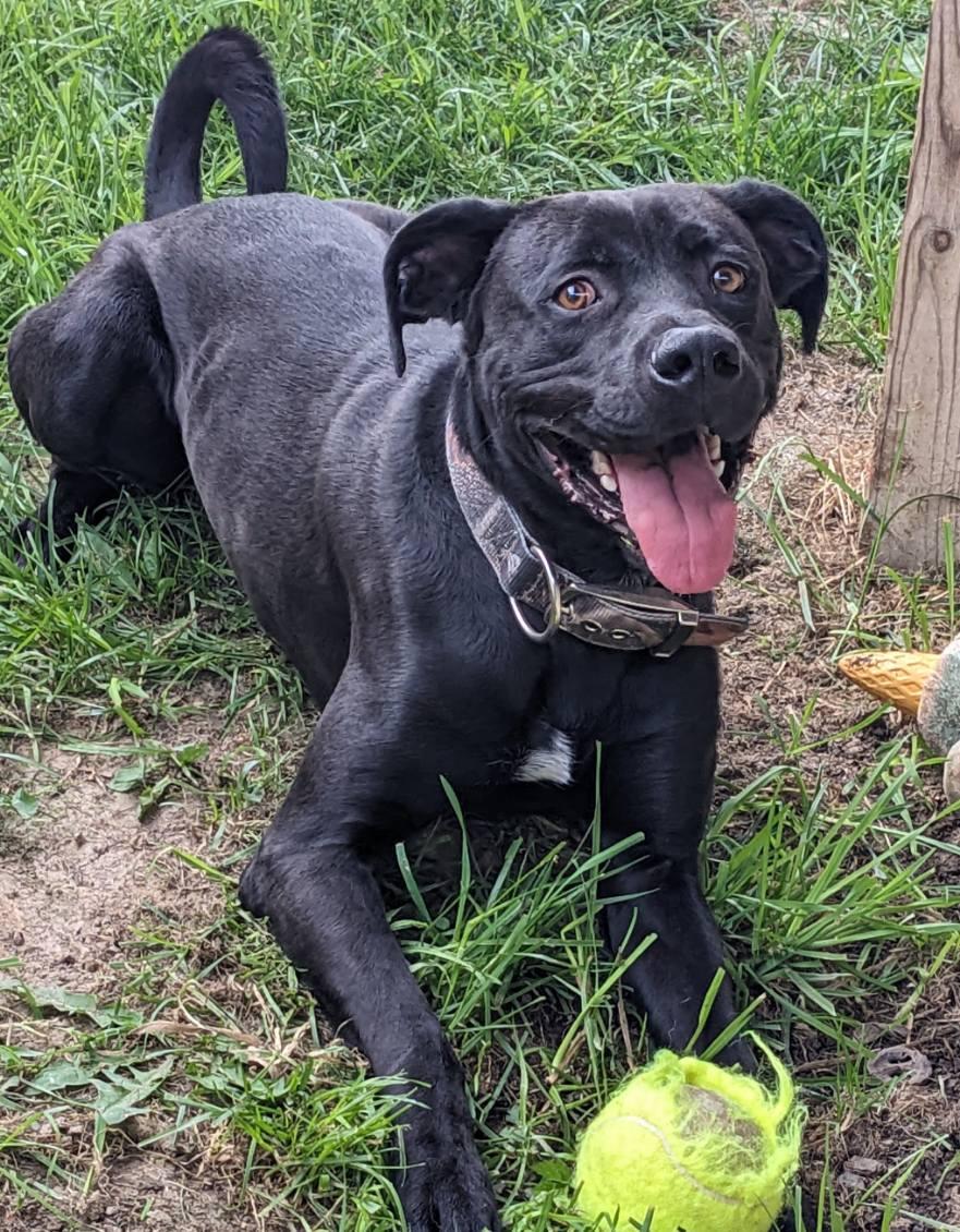 Pluto, adopted, Adult Male Black Labrador Retriever.