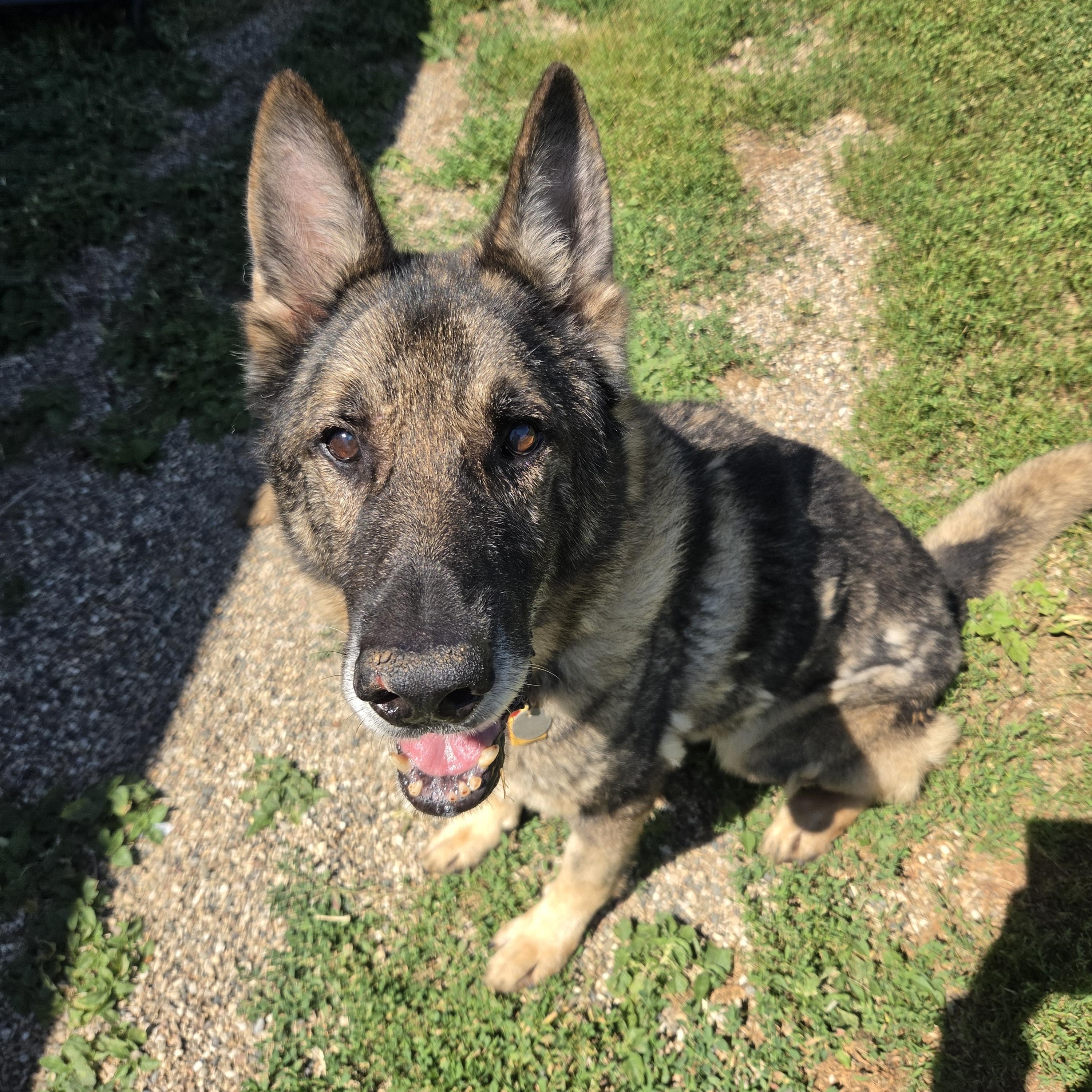 Paboo , a ADOPTABLE German Shepherd Dog in Brookings, SD image 3/3