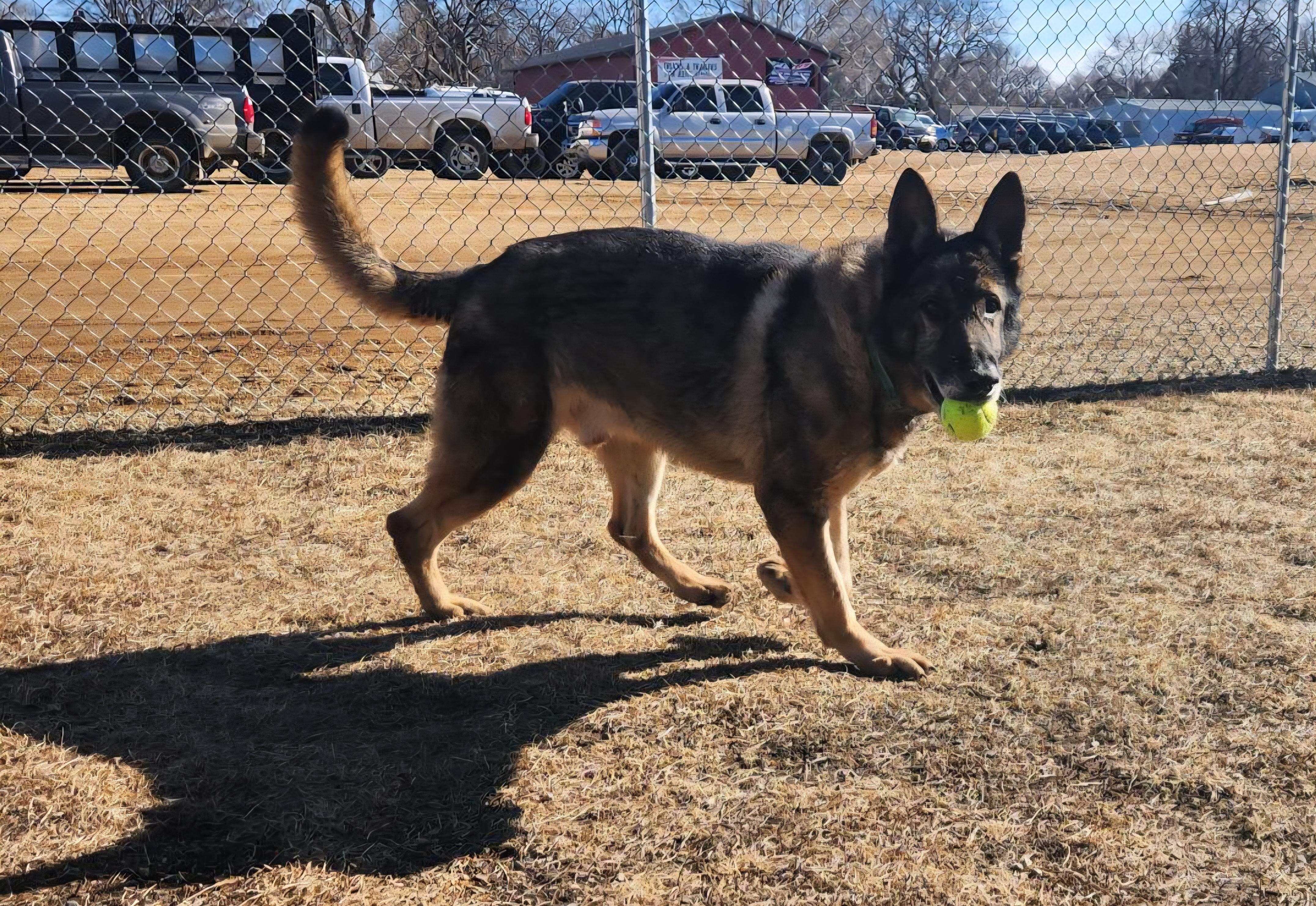 Paboo , ADOPTABLE, Senior Male German Shepherd Dog.