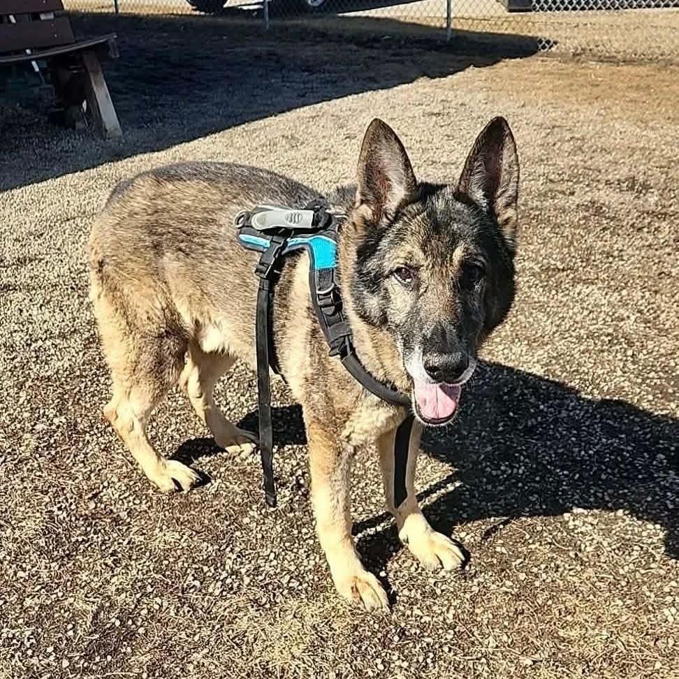 Enlarge Paboo , a ADOPTABLE German Shepherd Dog in Brookings, SD image 2/2