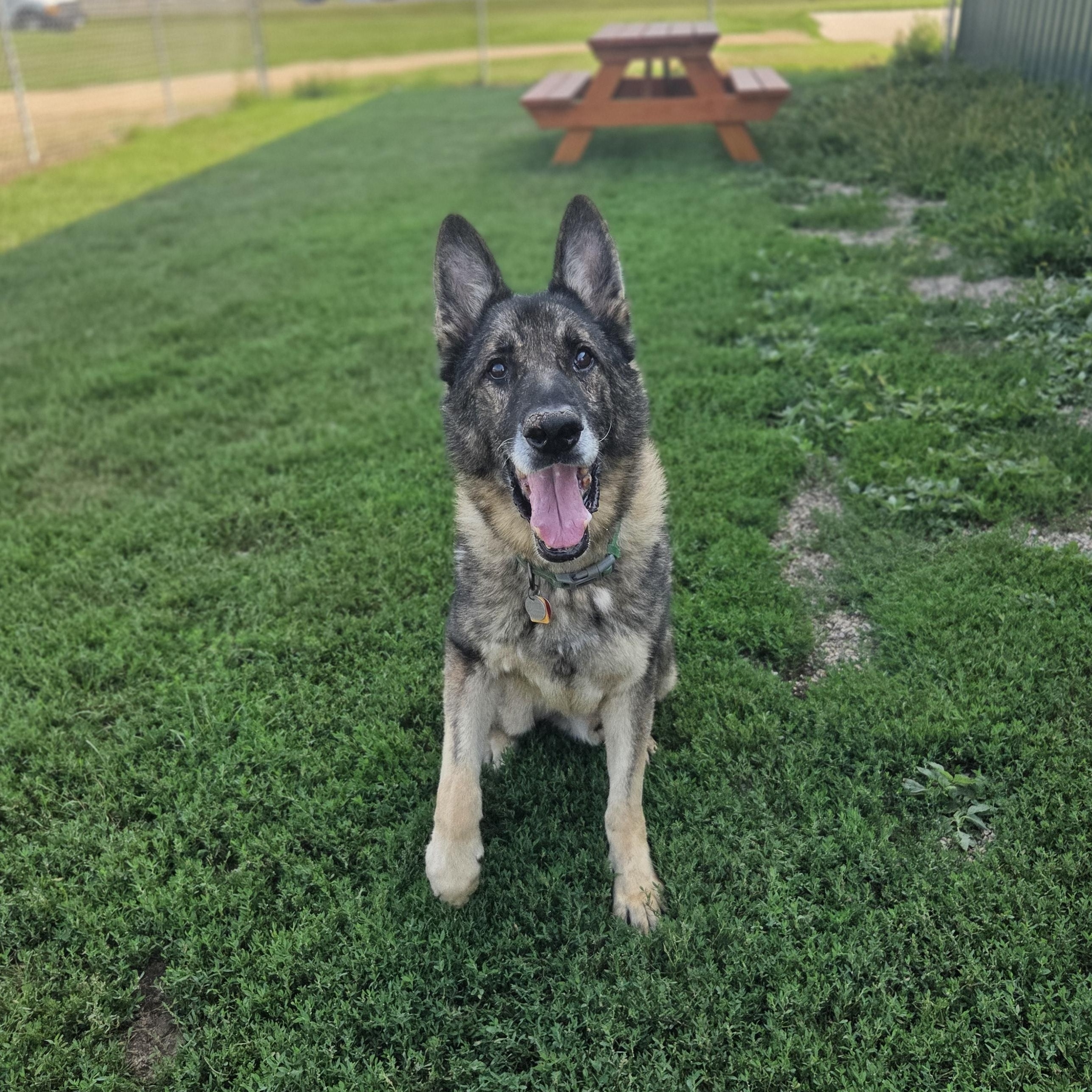 Paboo , ADOPTABLE, Senior Male German Shepherd Dog.