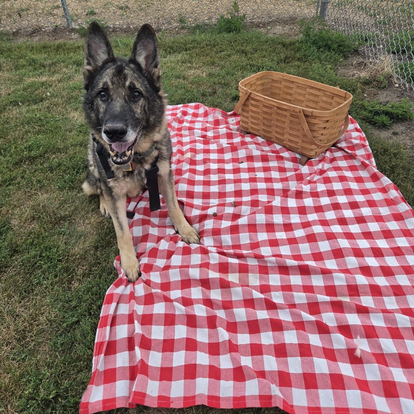Paboo , a ADOPTABLE German Shepherd Dog in Brookings, SD image 4/5