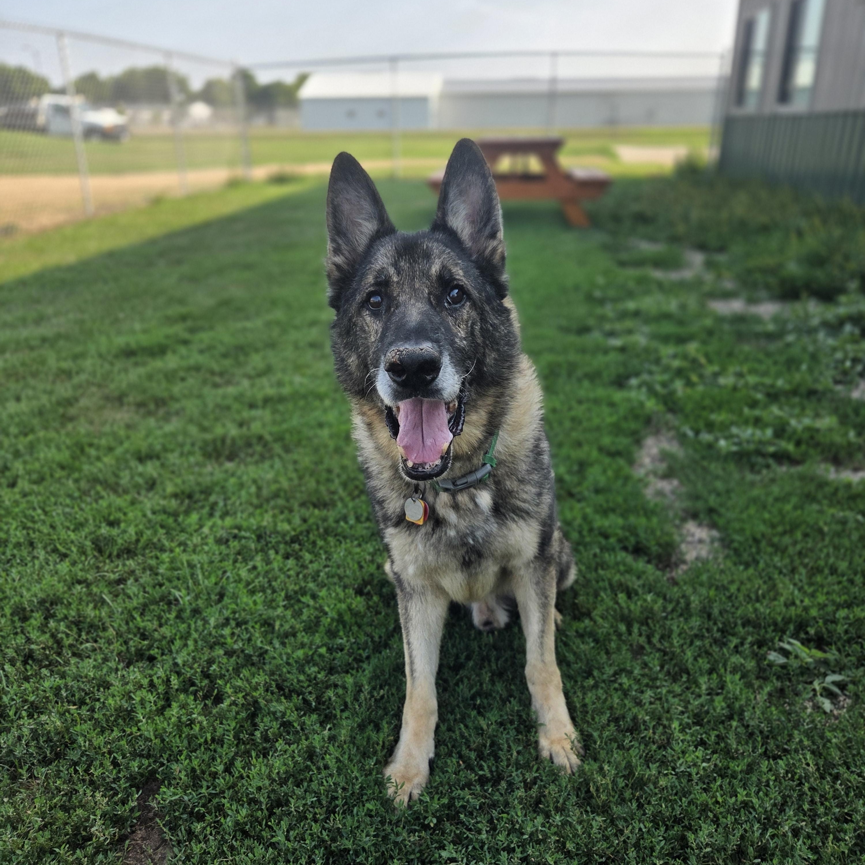 Paboo , a ADOPTABLE German Shepherd Dog in Brookings, SD image 2/5