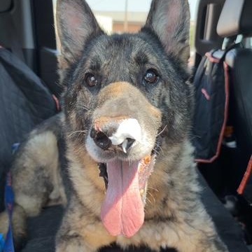 Paboo , a ADOPTABLE German Shepherd Dog in Brookings, SD image 5/5