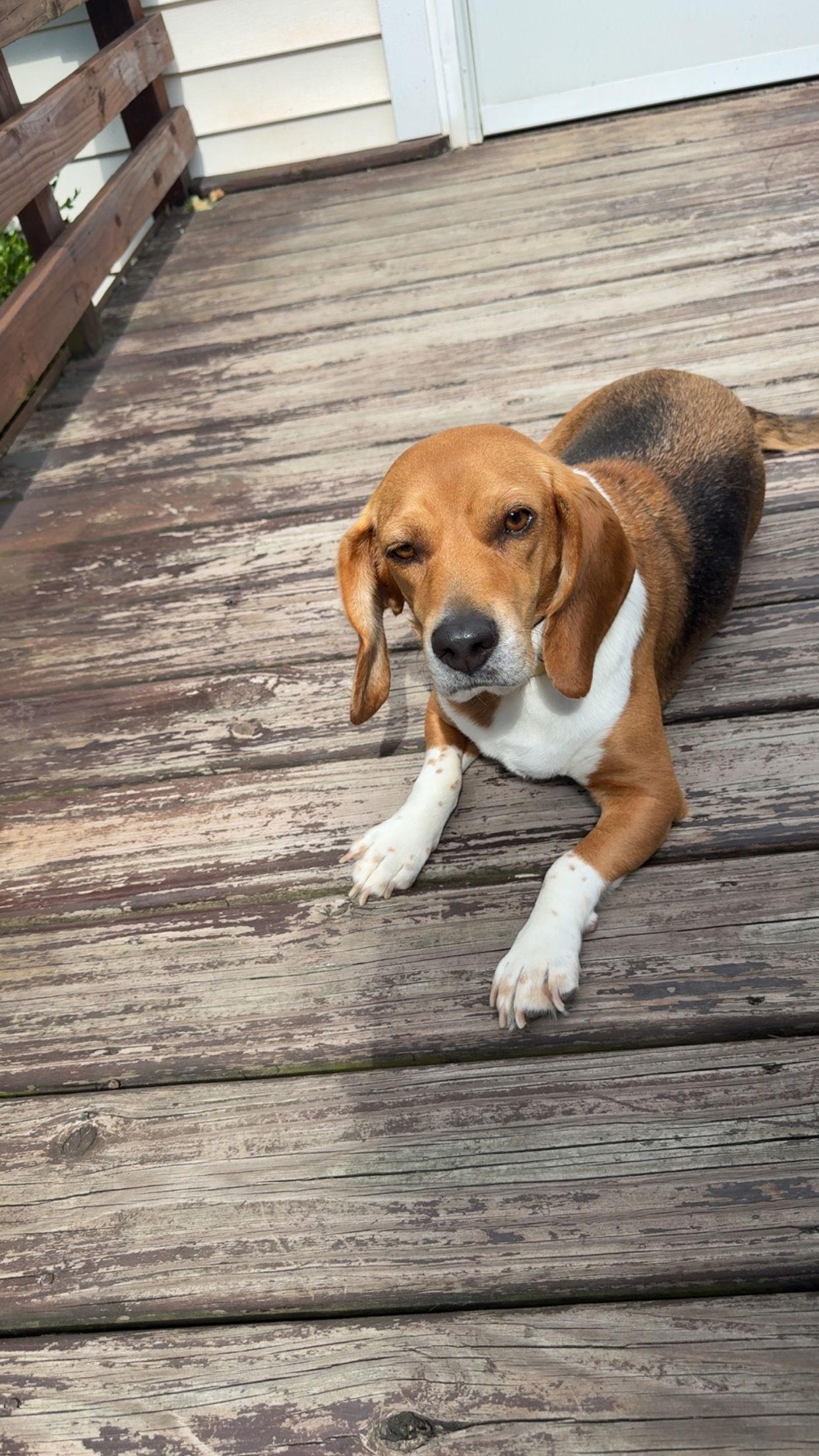 Honey, Adoptable, Young Female Beagle.