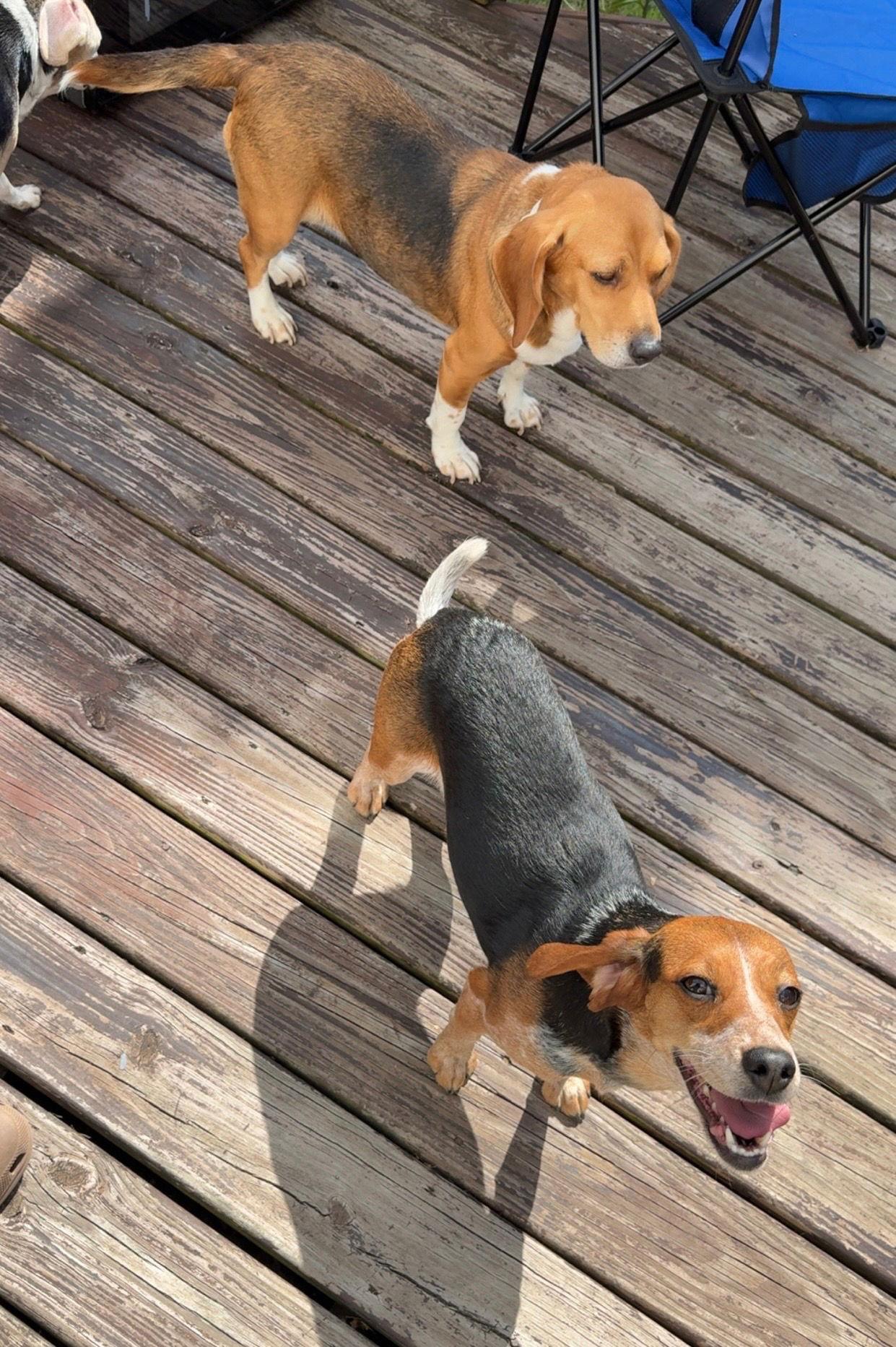 Enlarge Honey, a Adoptable Beagle in Clinton, MI image 2/3