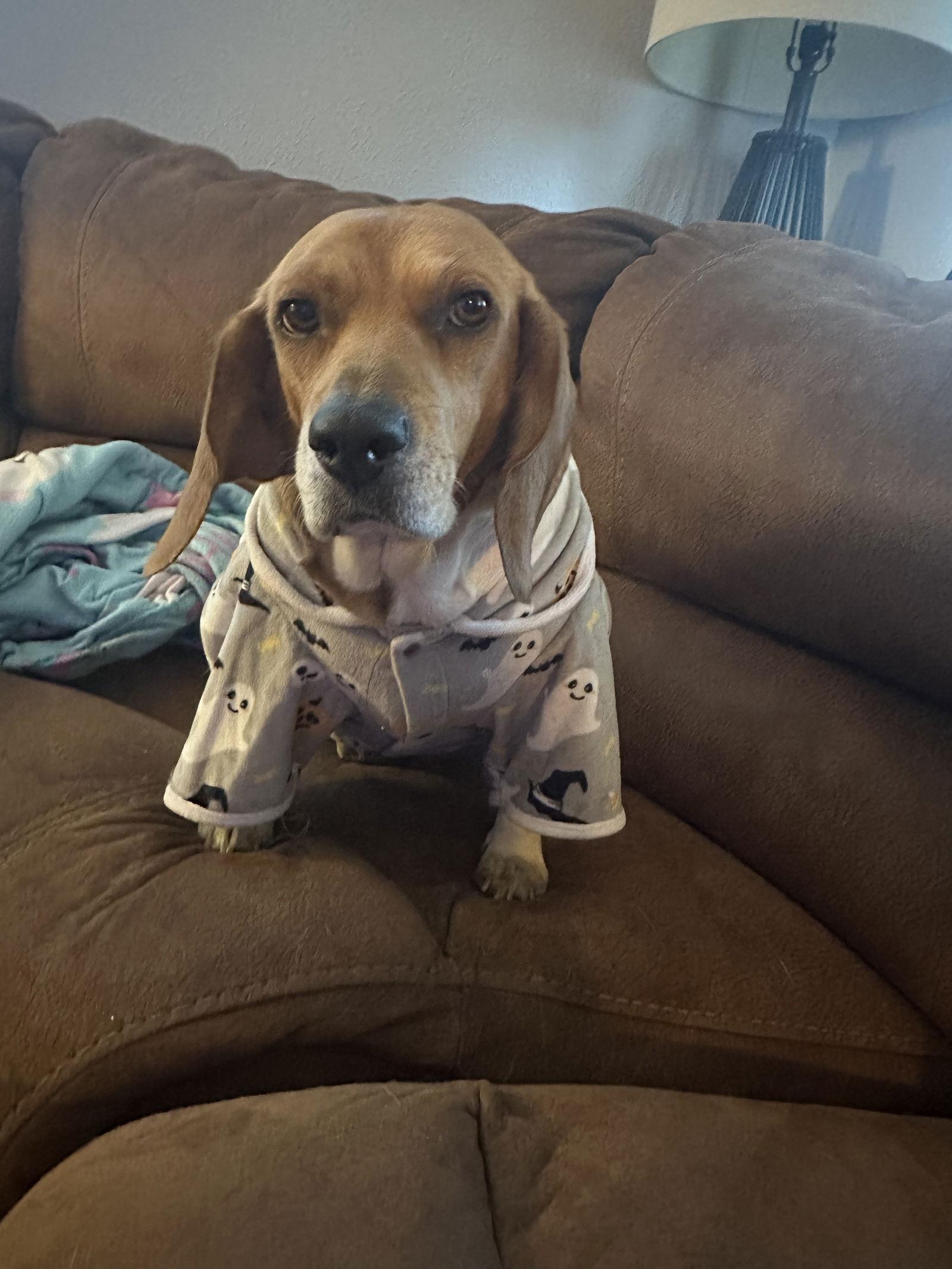 Enlarge Honey, a Adoptable Beagle in Clinton, MI image 3/3