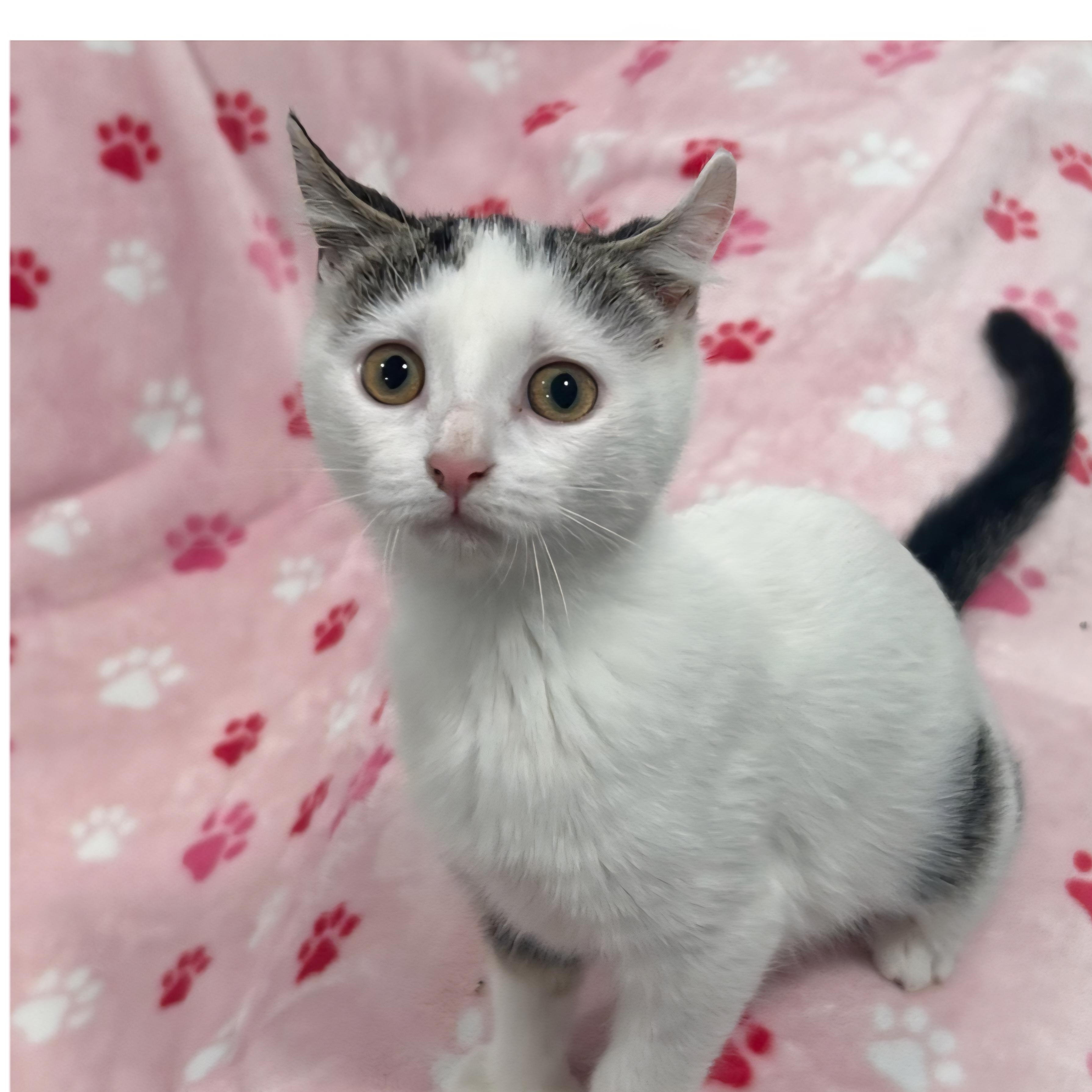 Dolce, adopted, Kitten Female Domestic Short Hair.