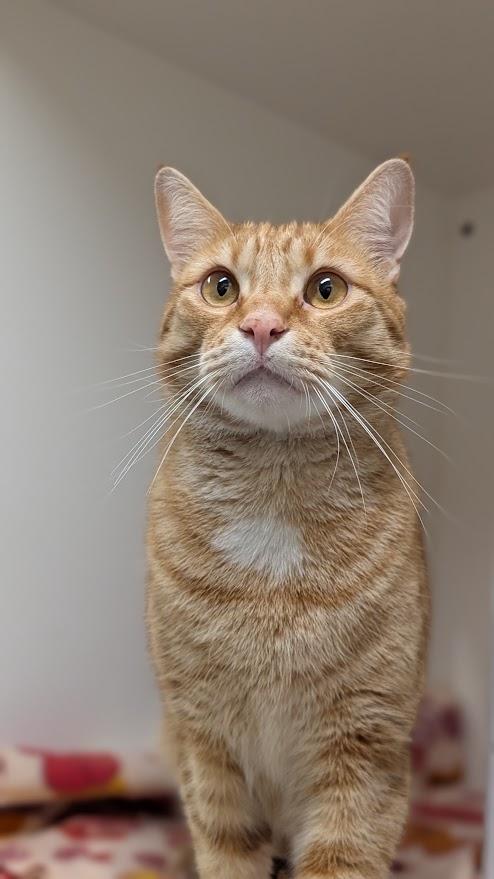 Enlarge Hawkins, an adopted Domestic Short Hair in Coquitlam, BC image 1/1