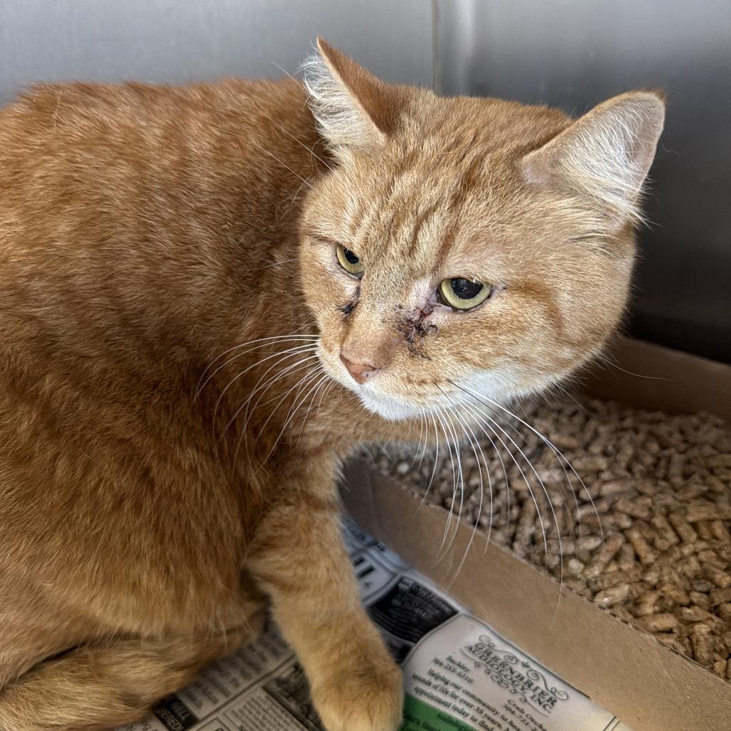 Enlarge Phelix, a Adoptable Domestic Short Hair in Oak Hill, WV image 1/1