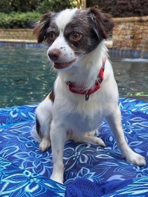 Esther, an adopted mixed breed in Cumming, GA image 2/4