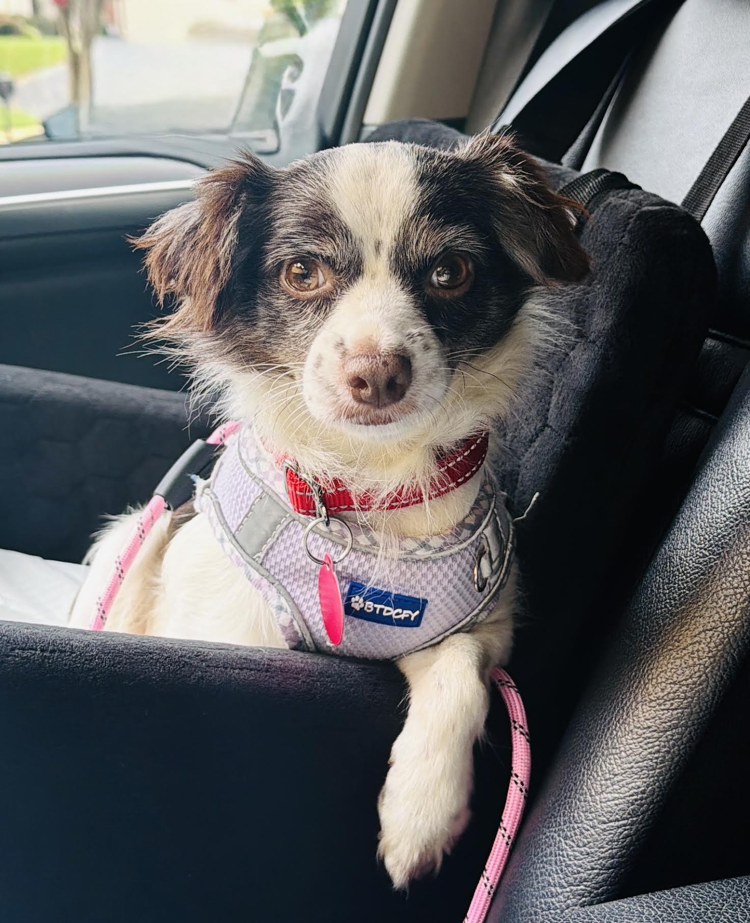 Esther, an adopted mixed breed in Cumming, GA image 4/4