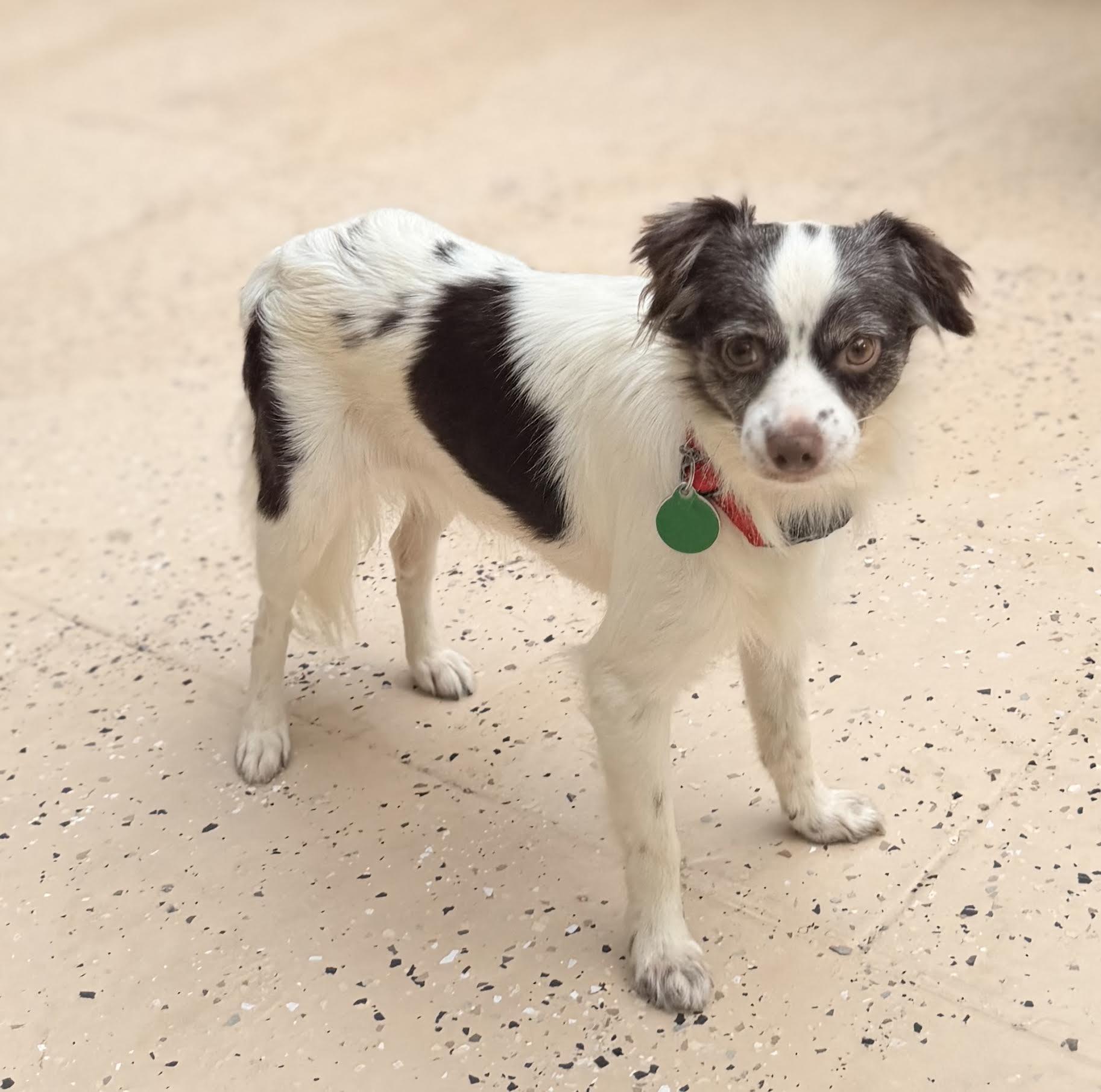 Esther, an adopted mixed breed in Cumming, GA image 3/4