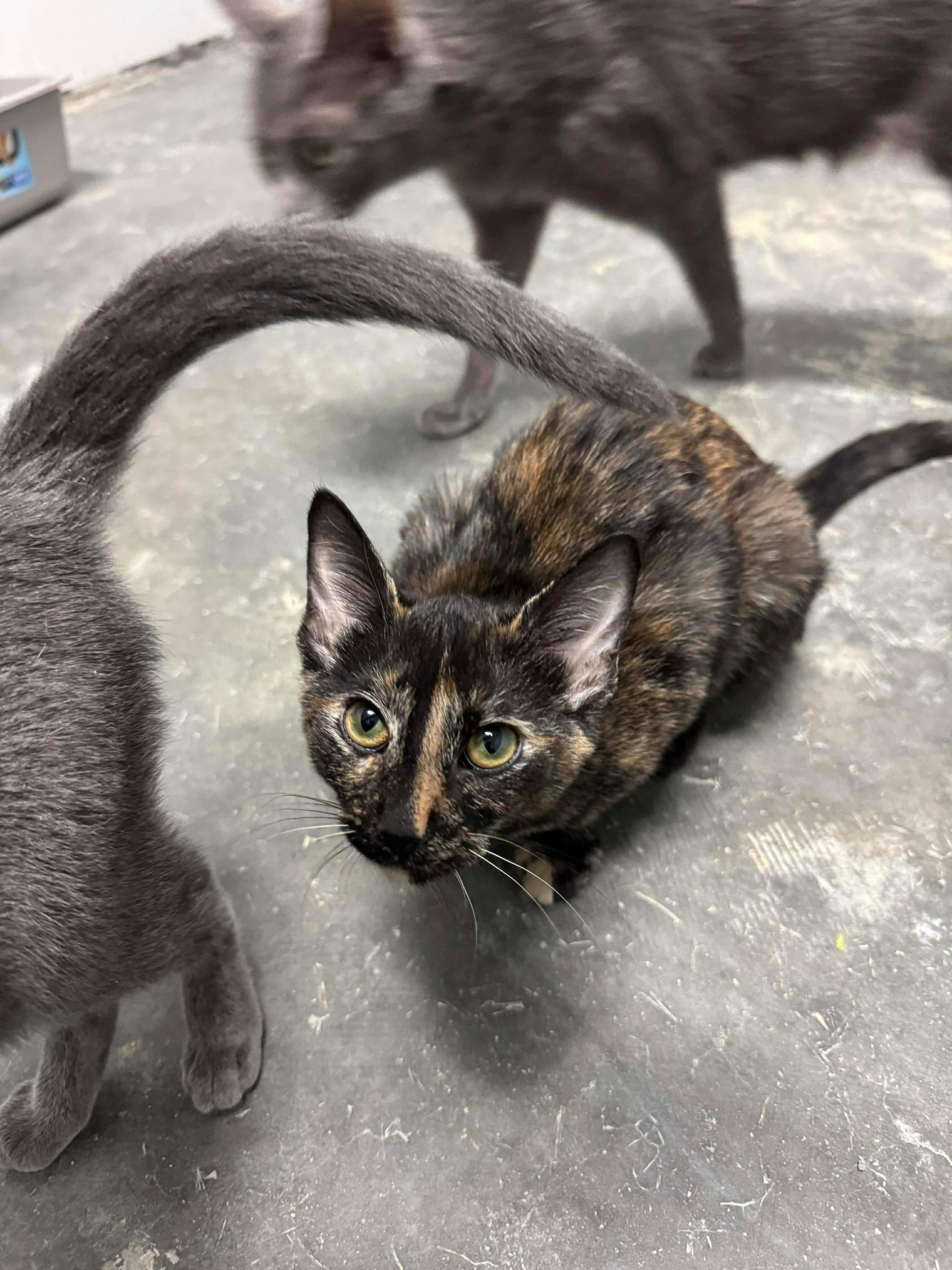 Cinnamon, Adoptable, Young Female Domestic Short Hair.