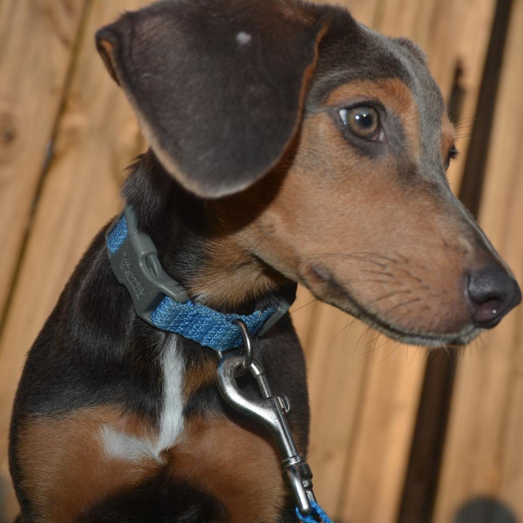 Rain, Adoptable, Young Female Dachshund.
