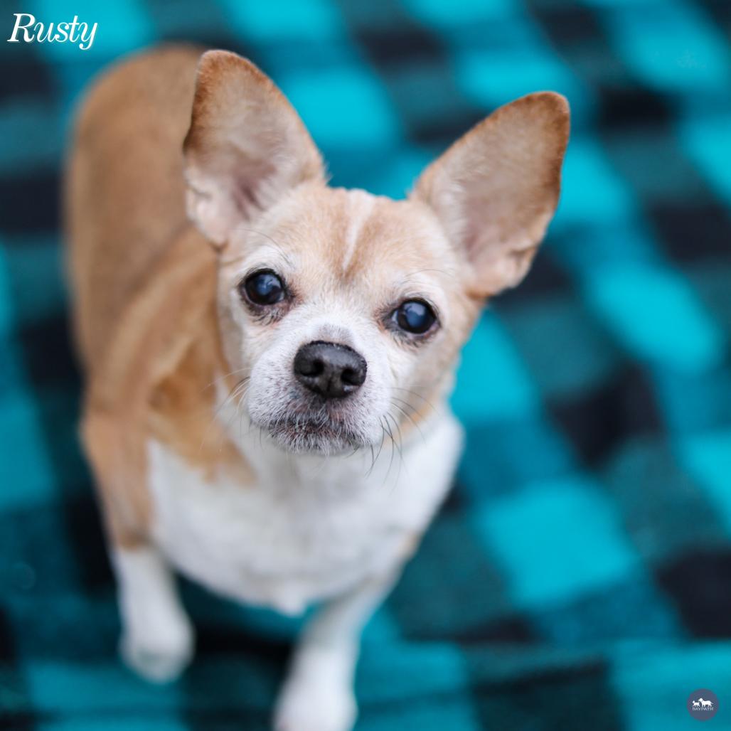 Rusty, Adoptable, Senior Male Chihuahua.