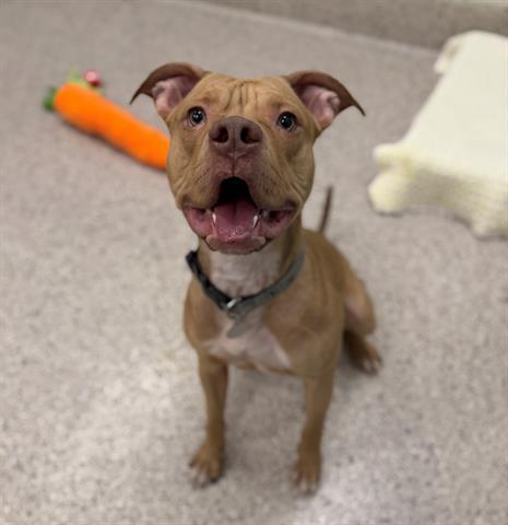 Enlarge BLITZ, a Adoptable mixed breed in Brighton, CO image 1/1