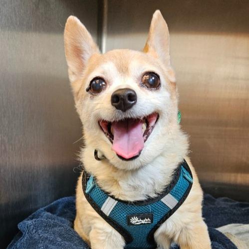 Dezie, Adoptable, Senior Male Chihuahua.