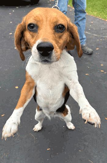 Enlarge Elsa, a Adoption Pending Beagle in West Decatur, PA image 4/4