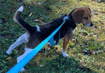 Enlarge Elsa, a Adoption Pending Beagle in West Decatur, PA image 3/4