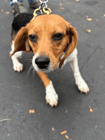 Elsa, Adopted, Adult Female Beagle.