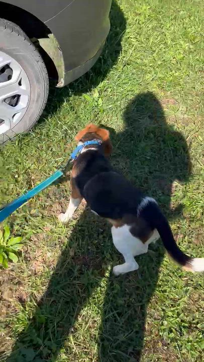 Enlarge Elsa, a Adoption Pending Beagle in West Decatur, PA video 2/4