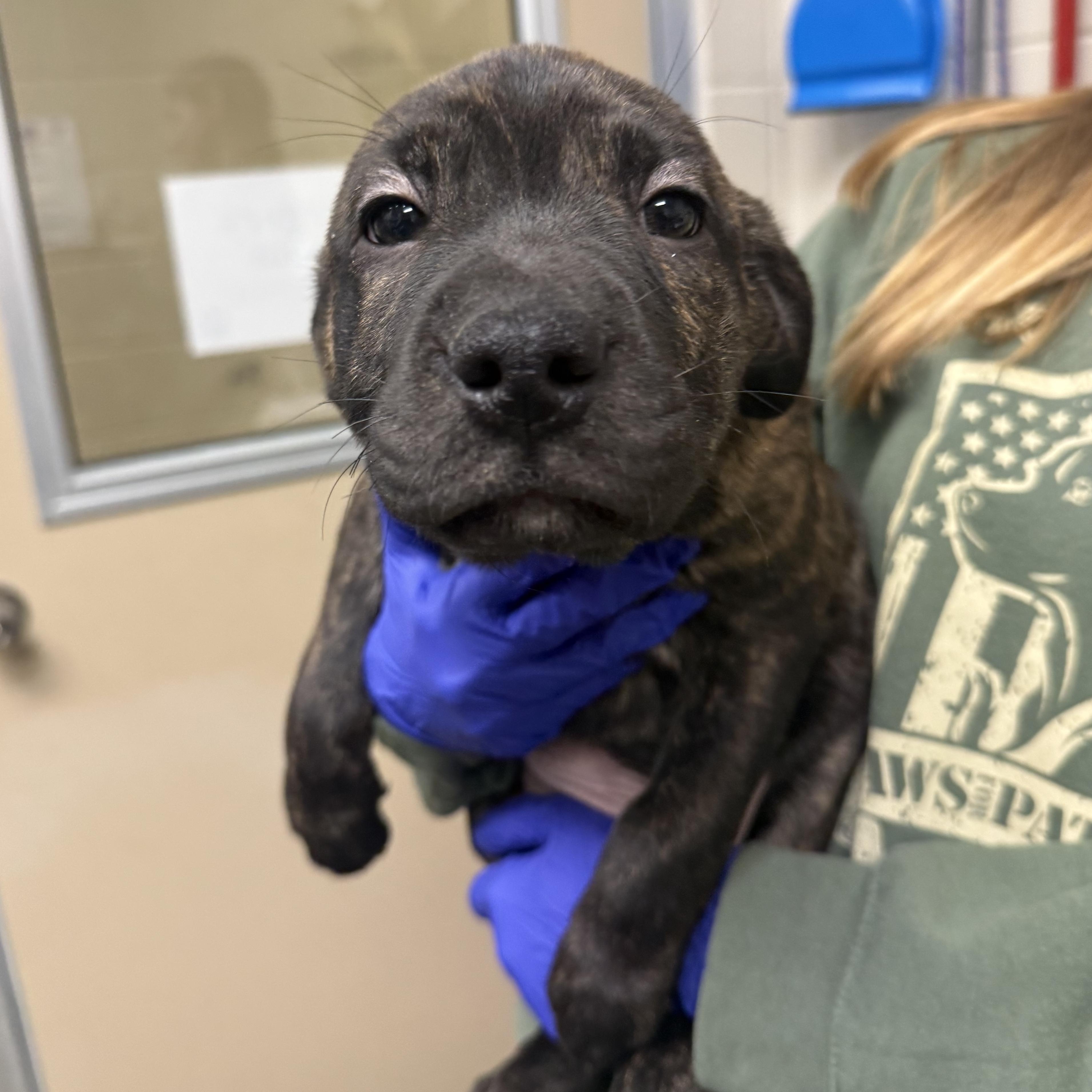 Clarke, adopted, Puppy Male Mastiff & Pit Bull Terrier.