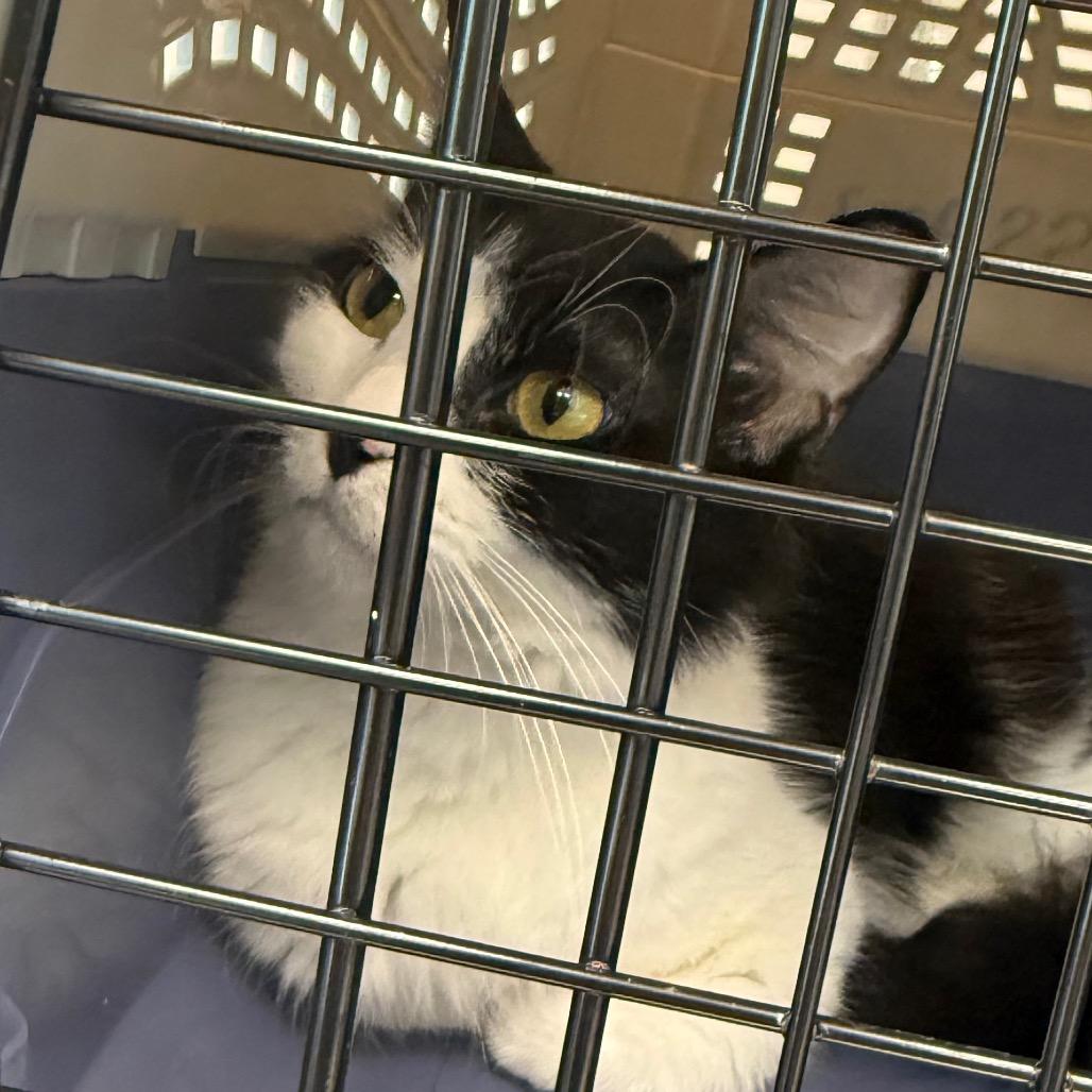 Enlarge Liz, a Adoptable Domestic Medium Hair in Sand Springs, OK image 1/1
