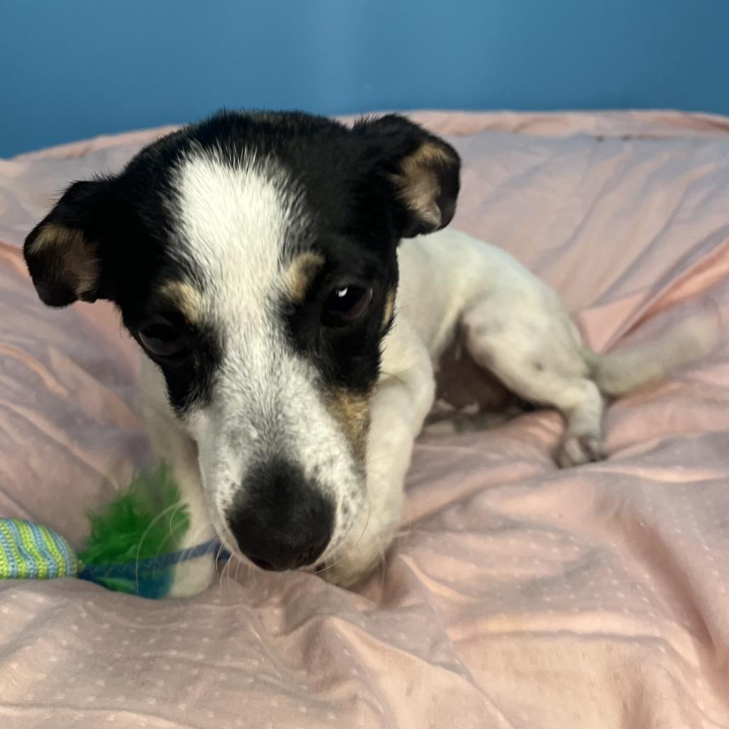 Pixie, Adoptable, Adult Female Rat Terrier.
