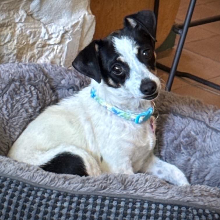 Pixie, a Adoptable Rat Terrier in San Antonio, TX image 2/6