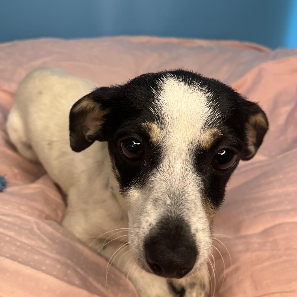 Pixie, a Adoptable Rat Terrier in San Antonio, TX image 3/6