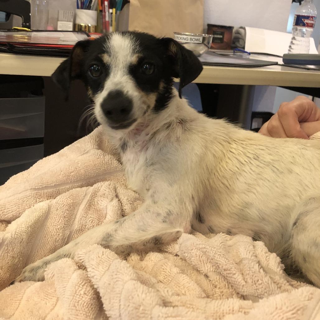 Pixie, a Adoptable Rat Terrier in San Antonio, TX image 4/6