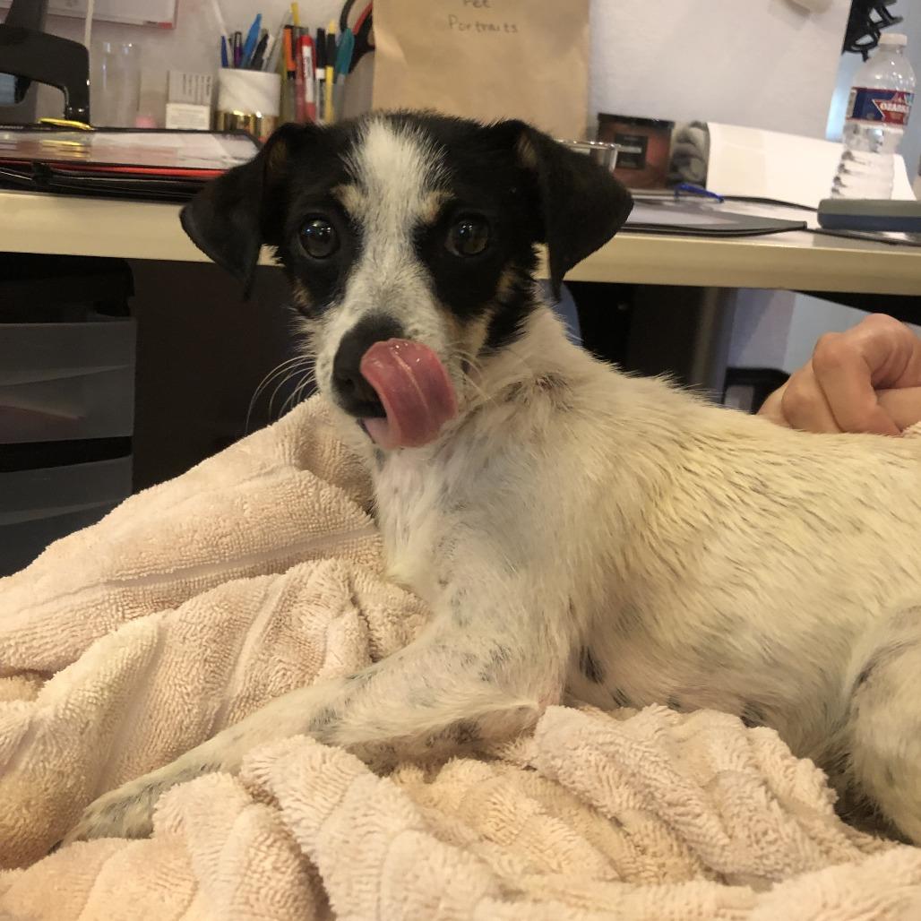 Pixie, a Adoptable Rat Terrier in San Antonio, TX image 5/6