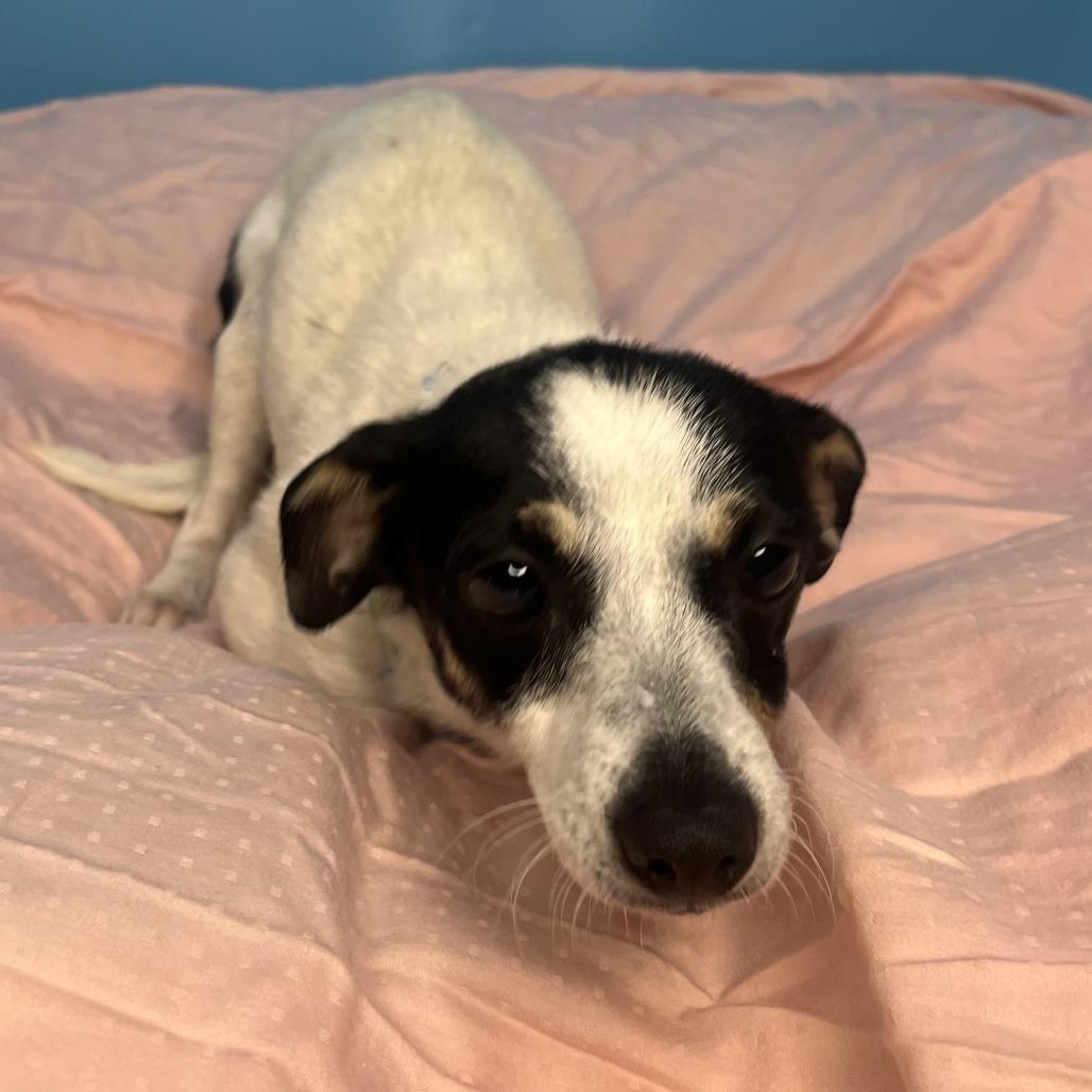 Pixie, a Adoptable Rat Terrier in San Antonio, TX image 6/6