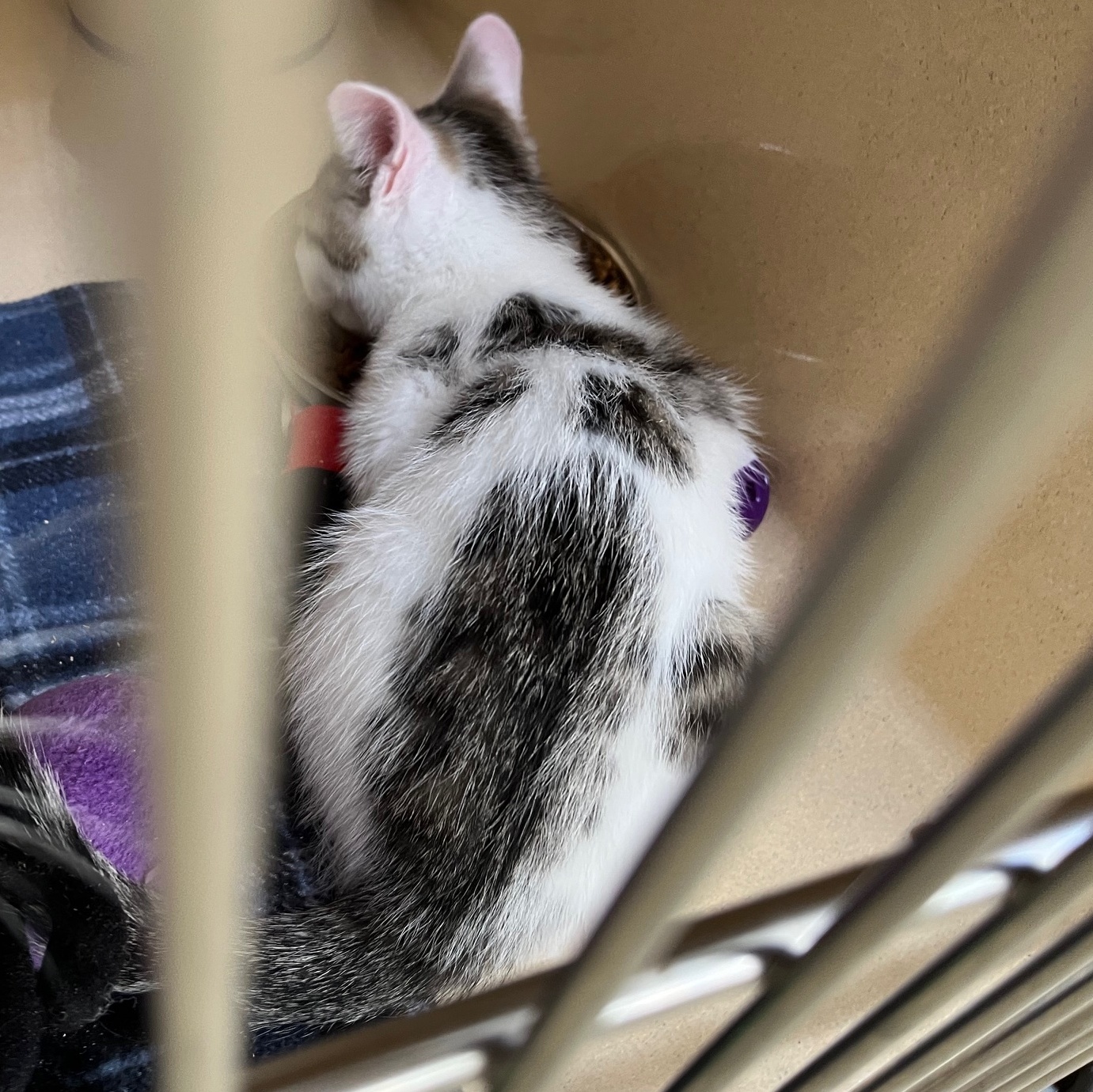 Tempura, a Adoptable mixed breed in Clarksville, VA image 5/6