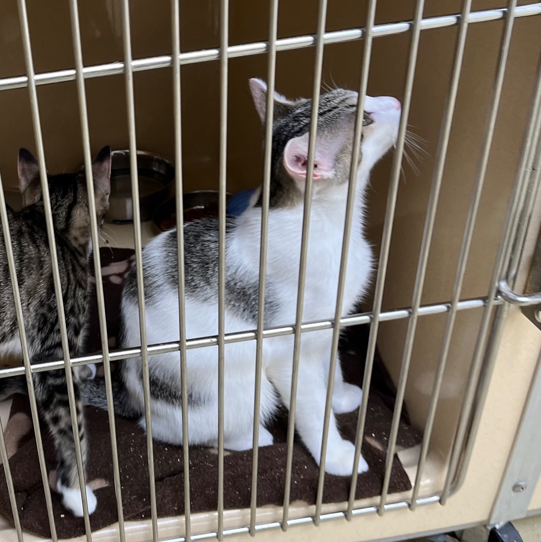 Tempura, a Adoptable mixed breed in Clarksville, VA image 4/6