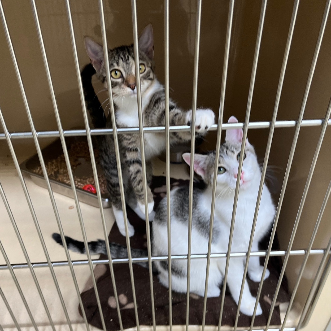 Tempura, a Adoptable mixed breed in Clarksville, VA image 3/6