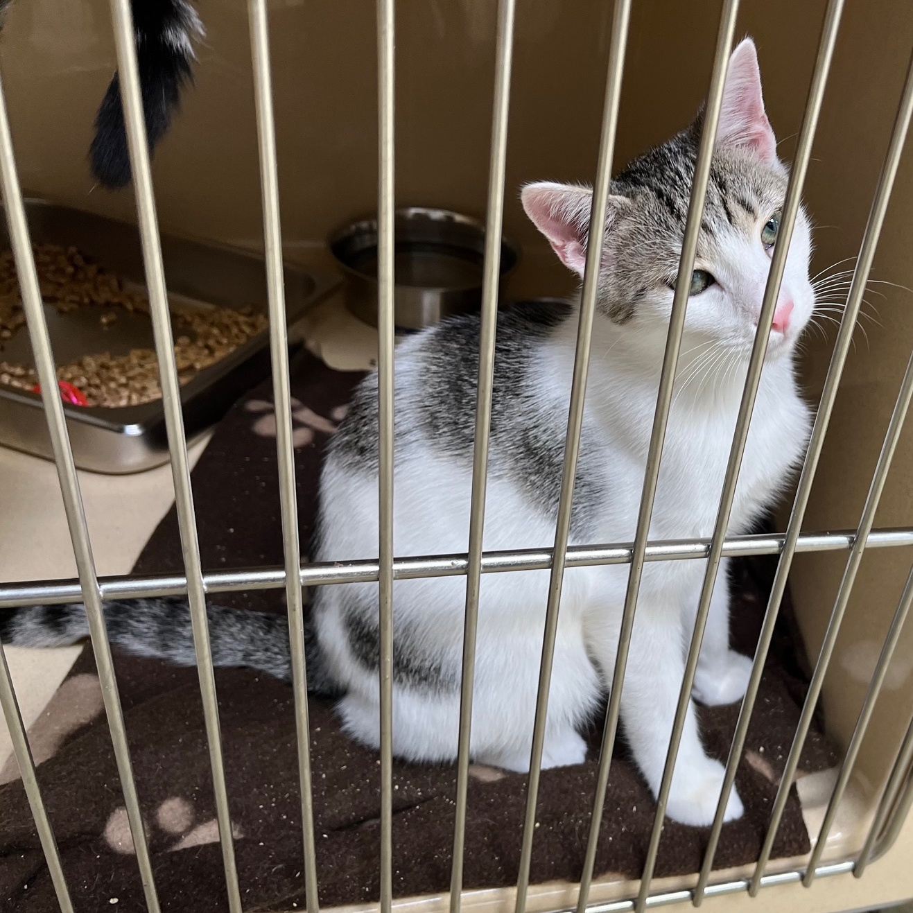 Tempura, a Adoptable mixed breed in Clarksville, VA image 1/6