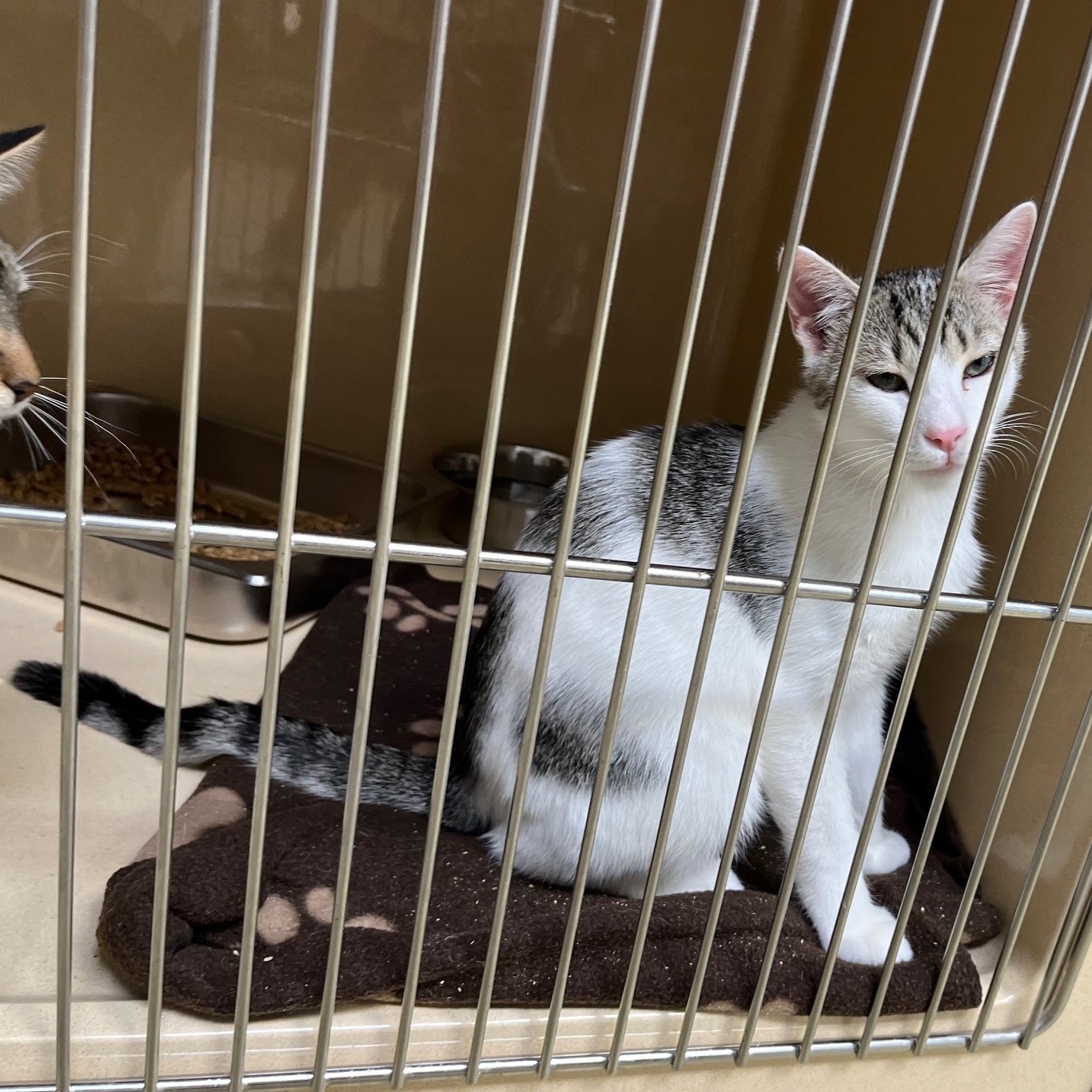 Tempura, a Adoptable mixed breed in Clarksville, VA image 6/6