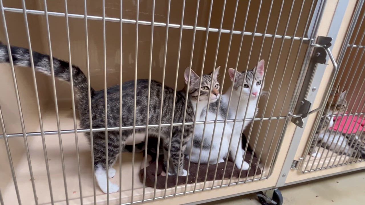 Enlarge Tempura, a Adoptable mixed breed in Clarksville, VA video 2/6