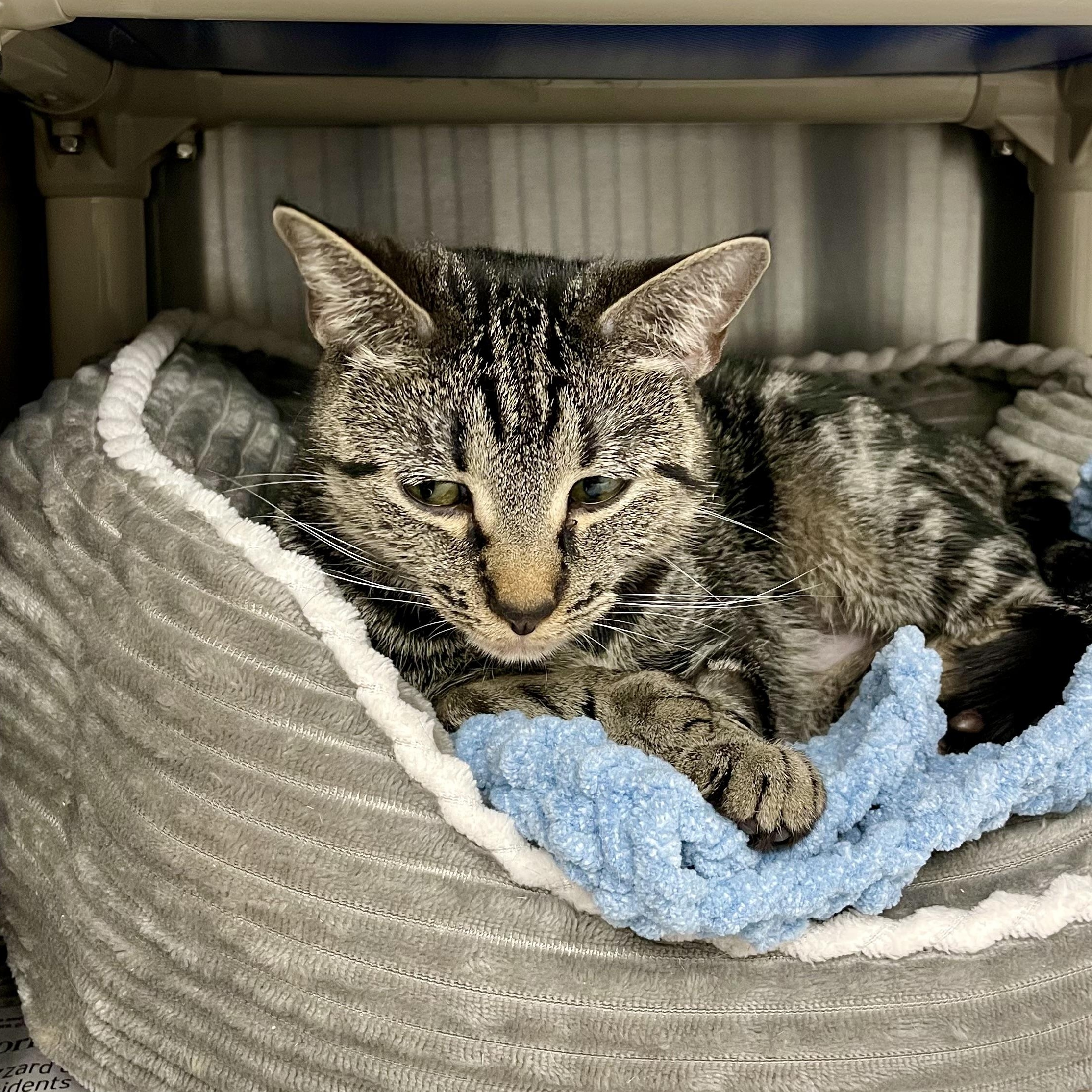 Rosie, a Adoptable American Shorthair in North Kingstown, RI image 4/4